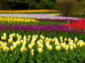 villa taranto tulipani