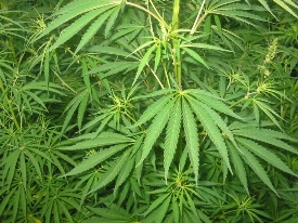 cannabis piante