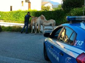 cavalli polizia trobaso
