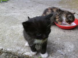 gattini mici generico