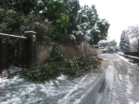 foto troubetzkoy pianta