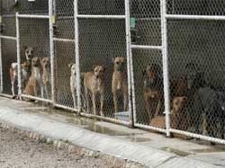 cani generico set 16