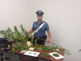 droga stresa piante cc