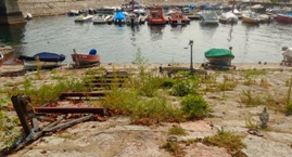 porto intra erbacce set 16