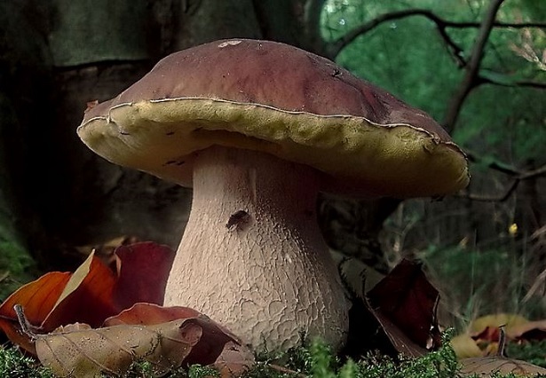 boletus