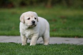 cucciolo labrador