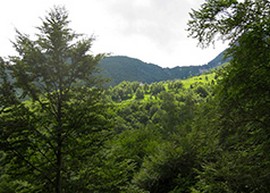 corta Alpe Parpinasca