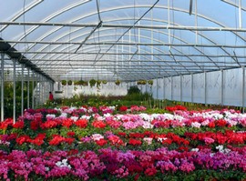 florovivaismo generica