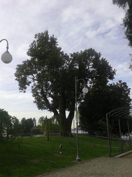 canforo pallanza ott 15