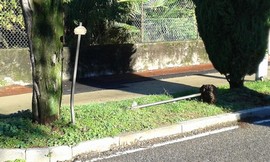 viale rimembranze pallanza